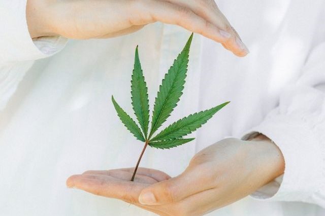 Rozdíl mezi fullspectrum CBD a levným CBD izolátem