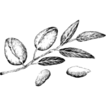 Arganový olej