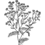 Bisabolol