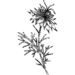 Černuchový olej