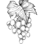 Hroznový olej