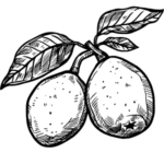 Marulový olej