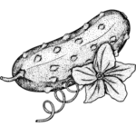 Okurkový olej