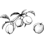 Švestkový olej