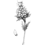 Světlicový olej