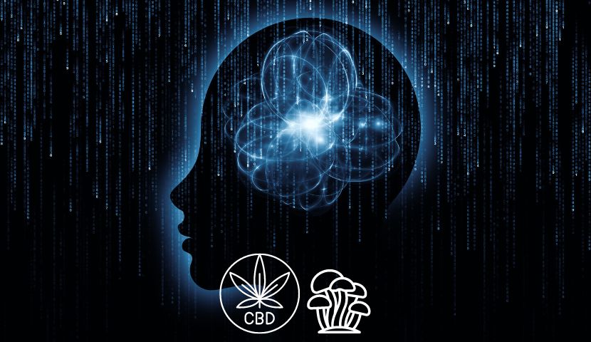 Funkčné huby a synergia s CBD