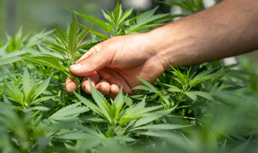 Aký je rozdiel medzi účinkami CBD, CBG, CBN