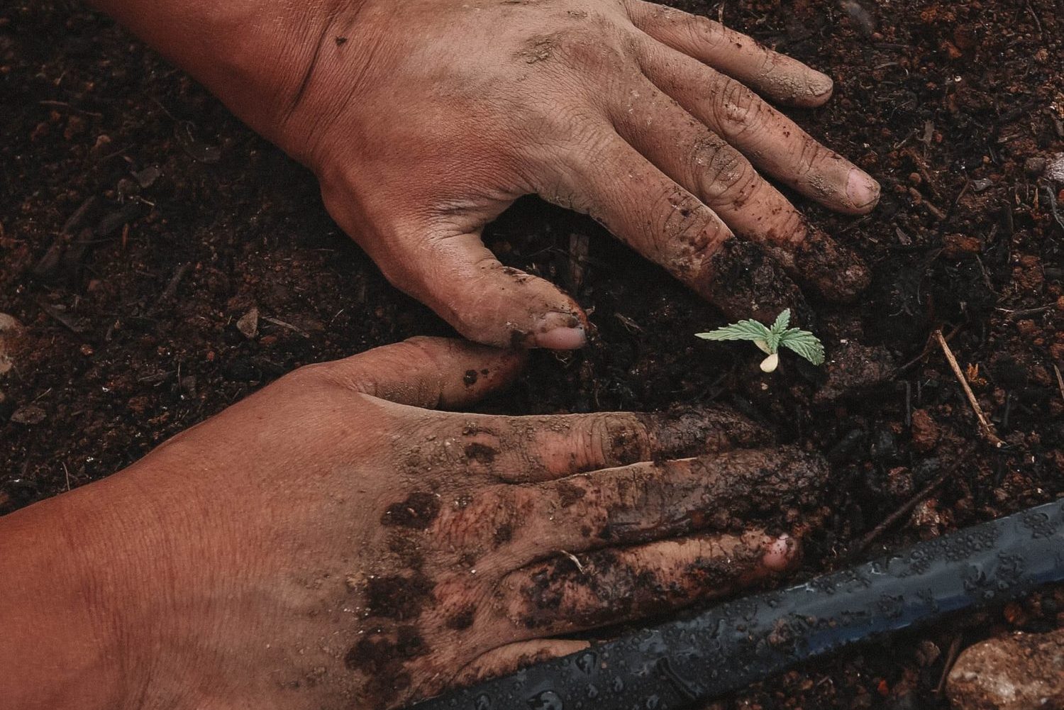 Kanabigerol – CBG. Nový kolega alebo dokonca konkurent CBD?