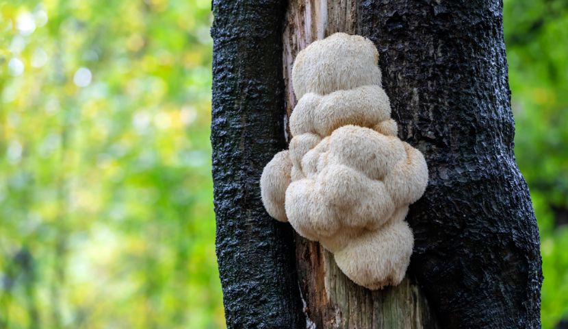 Lion’s Mane: Objavte silu koralovca ježovitého