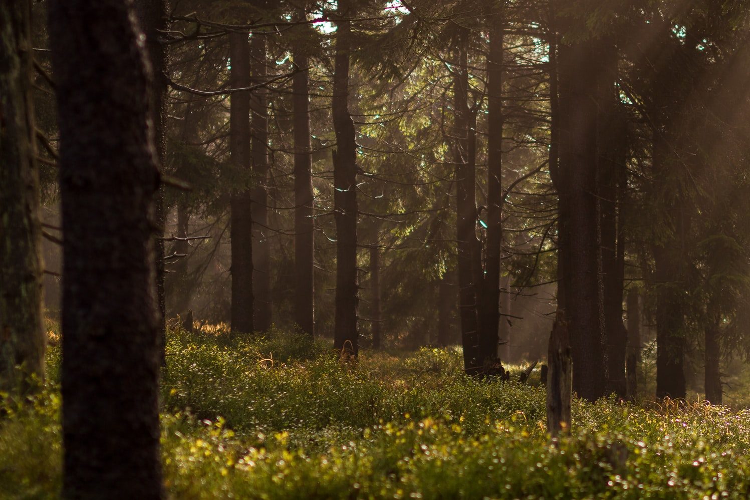 Pomôže CBD pri borelióze?
