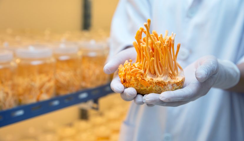 Cordyceps: Spoznajte účinky húsenice čínskej na vlastnej koži