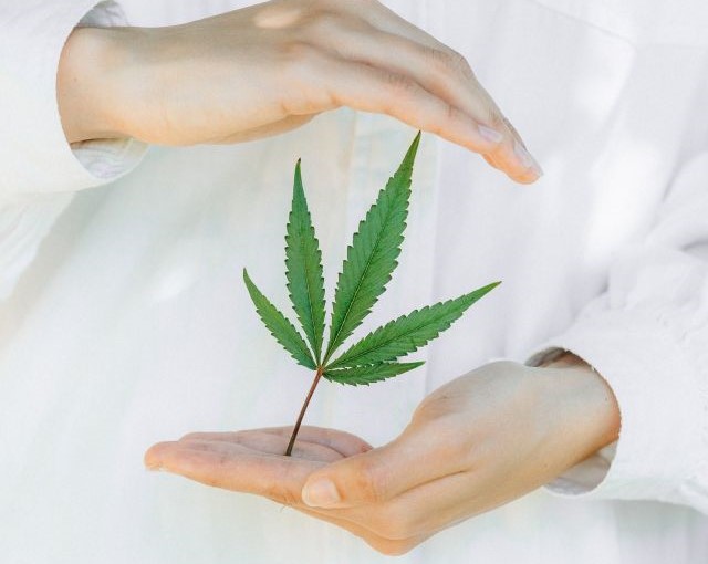 Rozdiel medzi fullspectrum CBD a lacným CBD izolátom