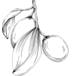 Jojobový olej