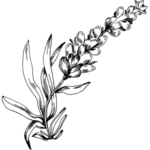 Levandulový esenciální olej