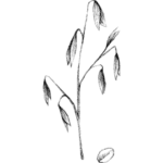 Ovesný prášek