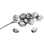 Ricinový olej