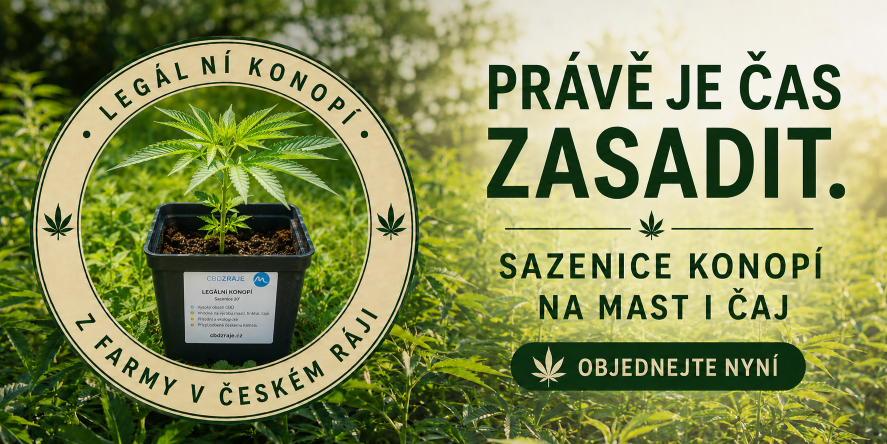 Sazenice konopí CBD - je čas zasadit