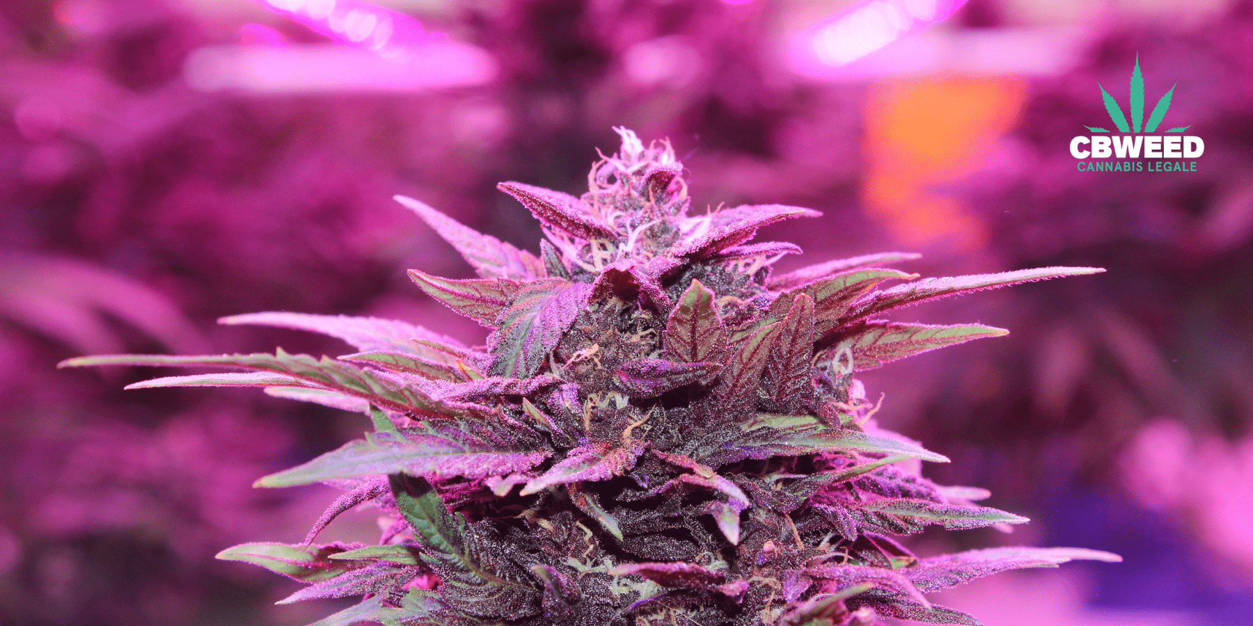 Co to jsou CBD květy a proč je lidé kupují?