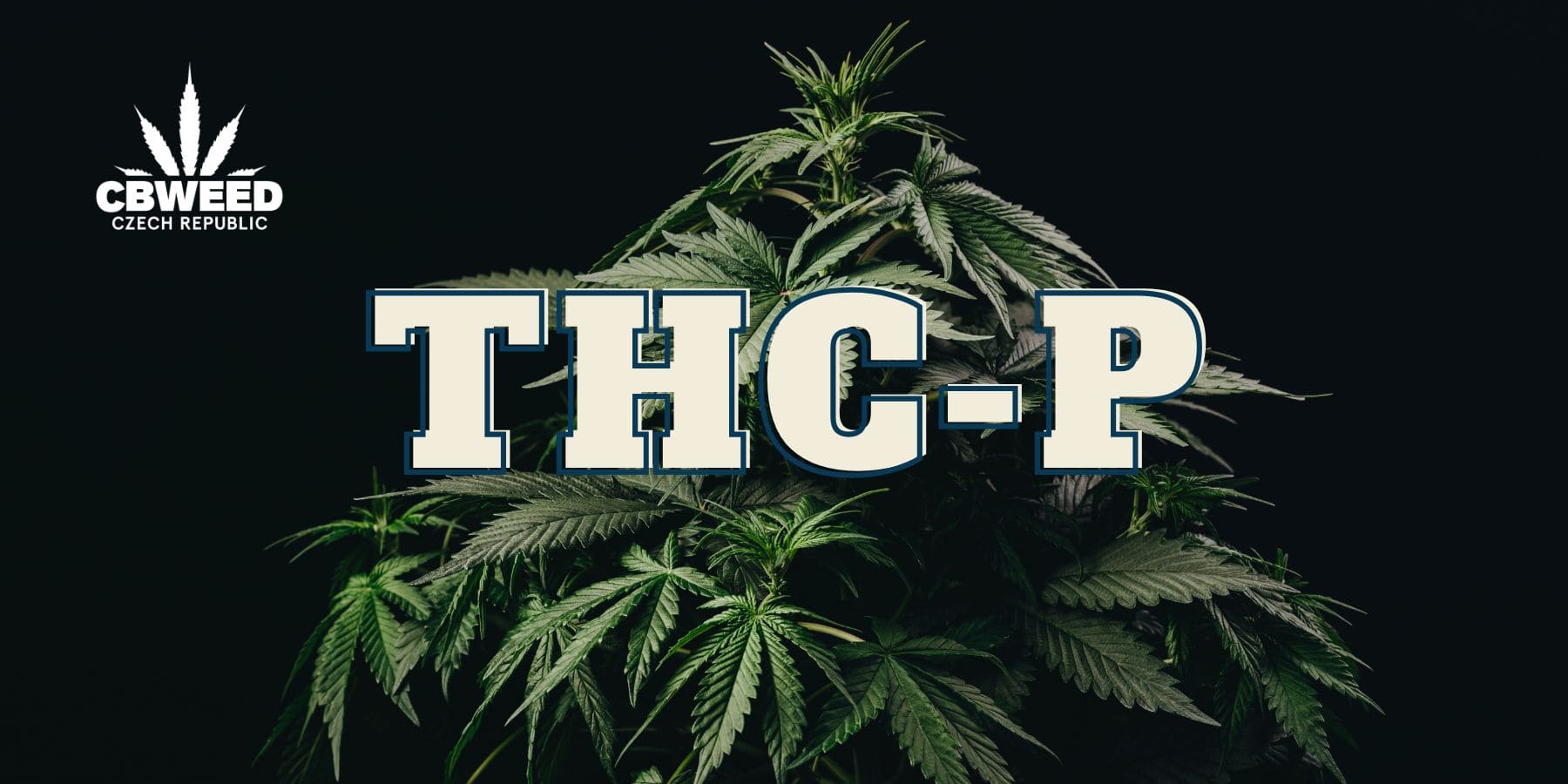 Jaké účinky má kanabinoid THC-P?