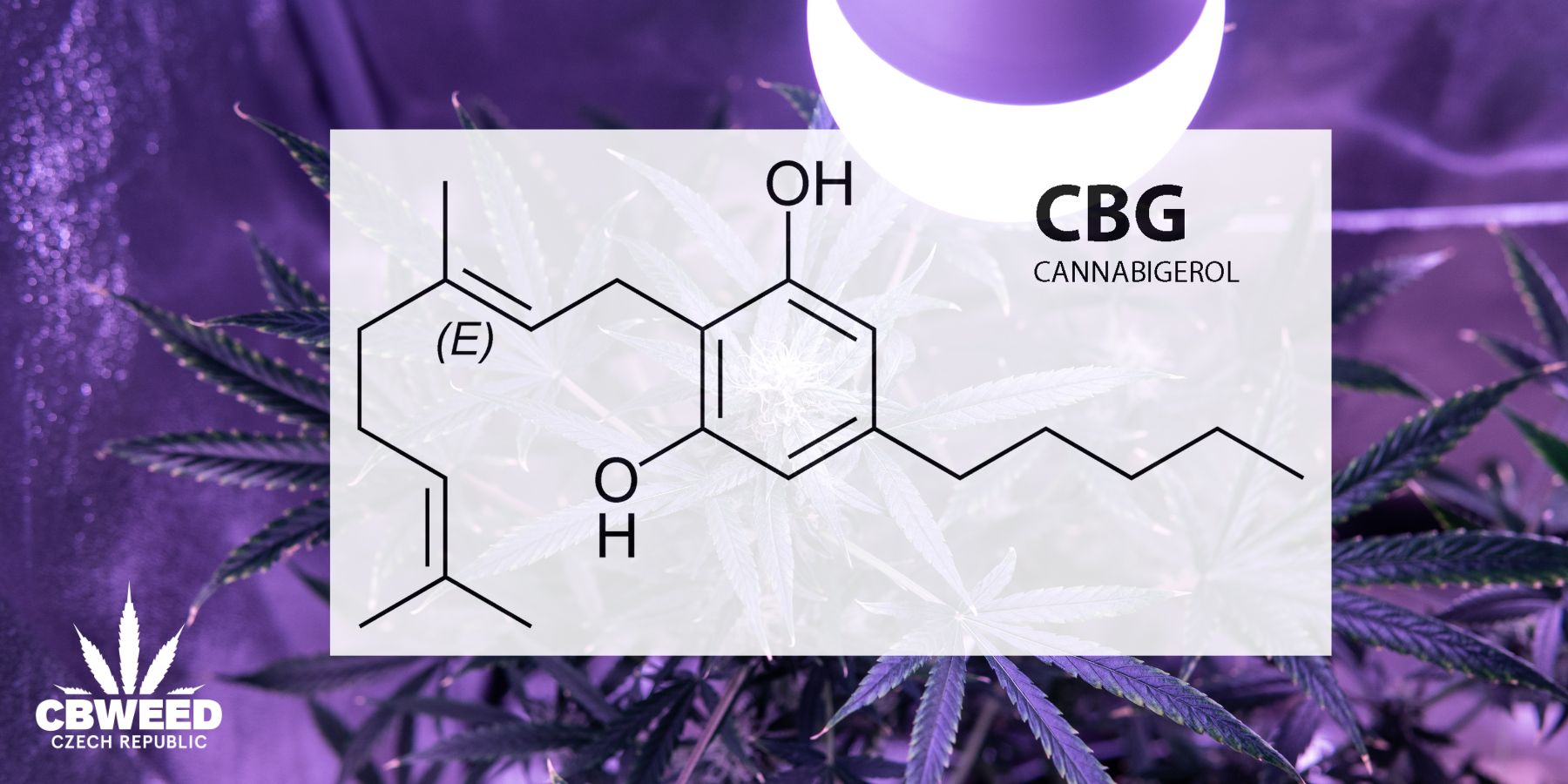 CBG: méně prozkoumaný než CBD, přesto se skvělými účinky