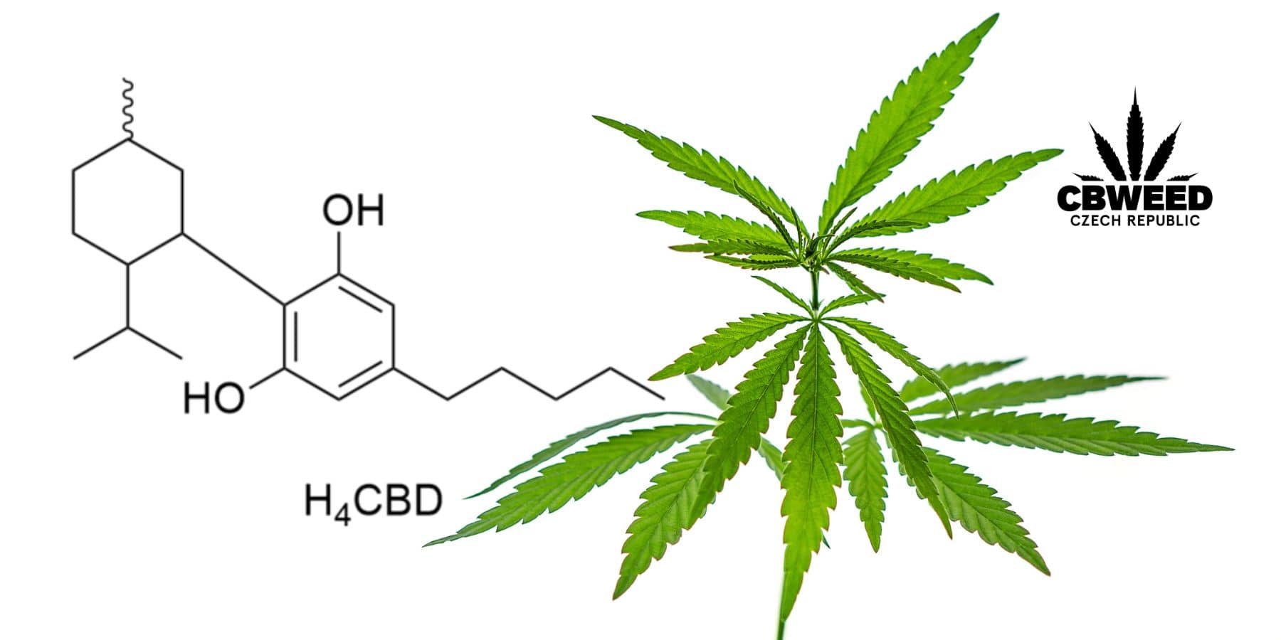 Co je H4CBD a jaké jsou jeho účinky?