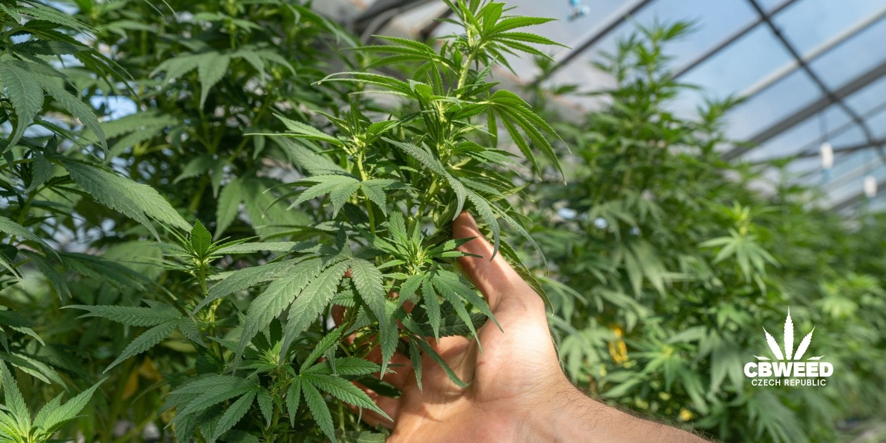 CBD návod: Jak si doma vyrobit CBD olej?