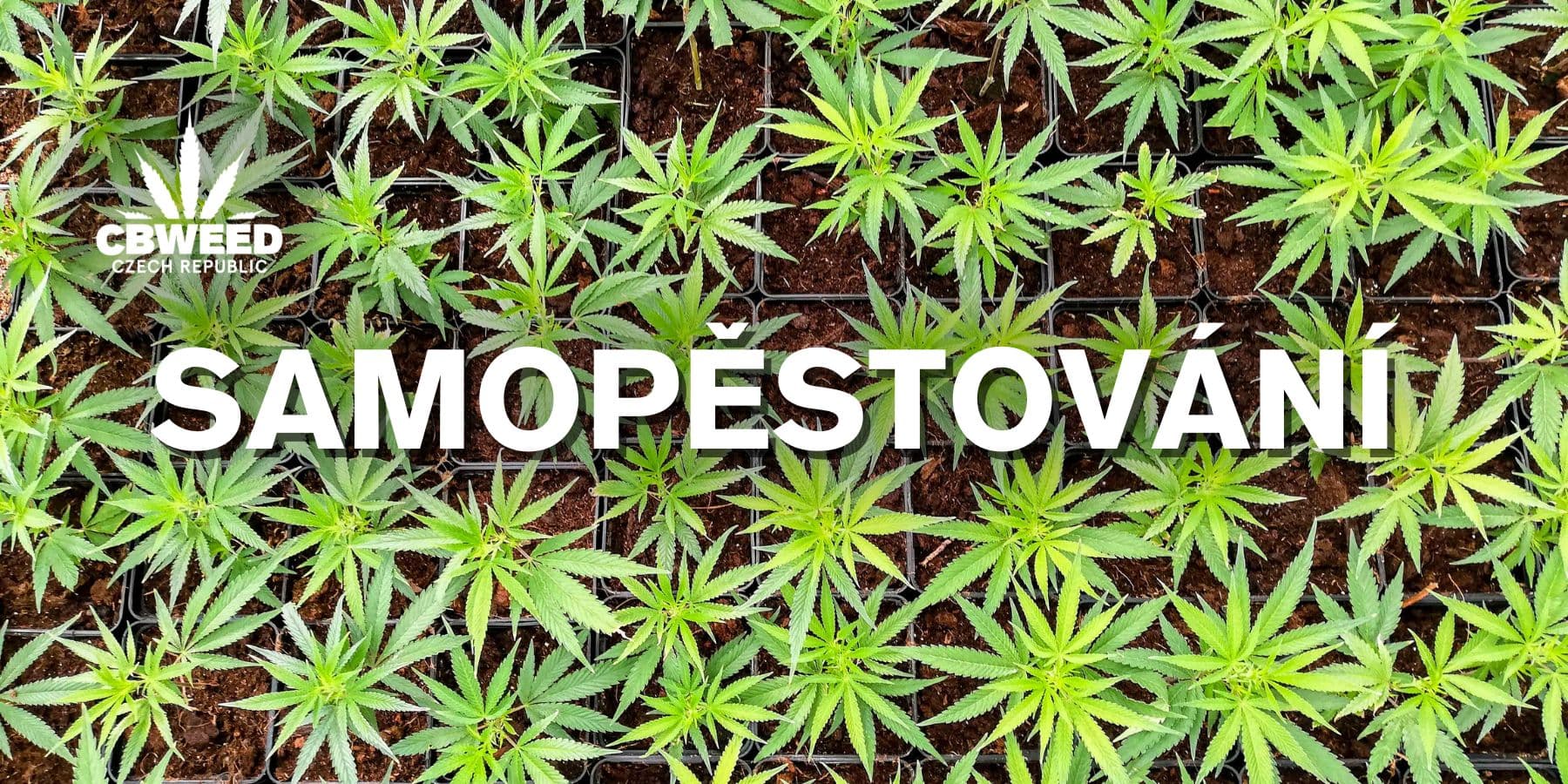 Samopěstování konopí v ČR? Schvalování je na dobré cestě, úplná legalizace ale nehrozí