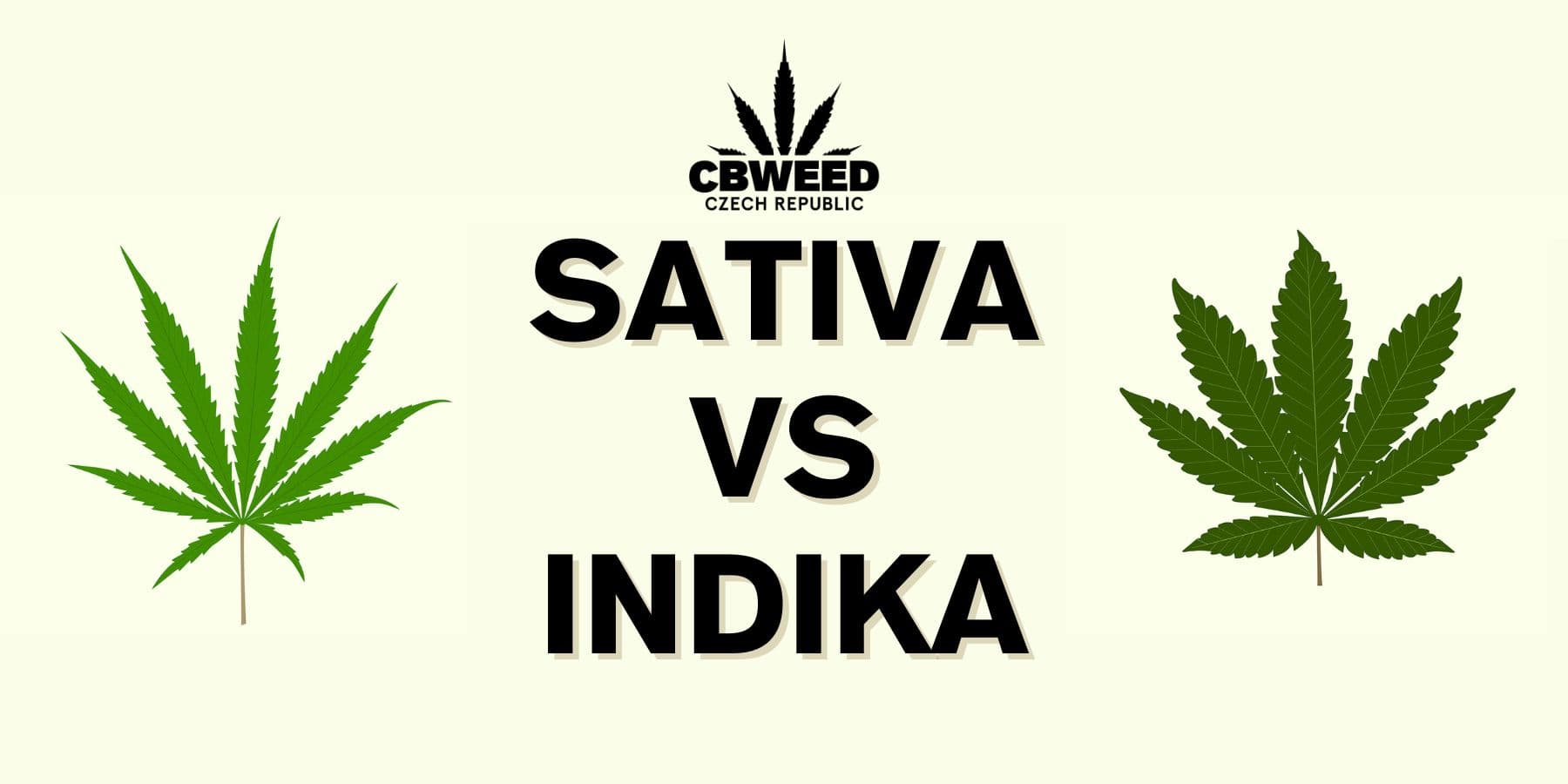 Sativa vs. Indica: Jaký je mezi nimi rozdíl?