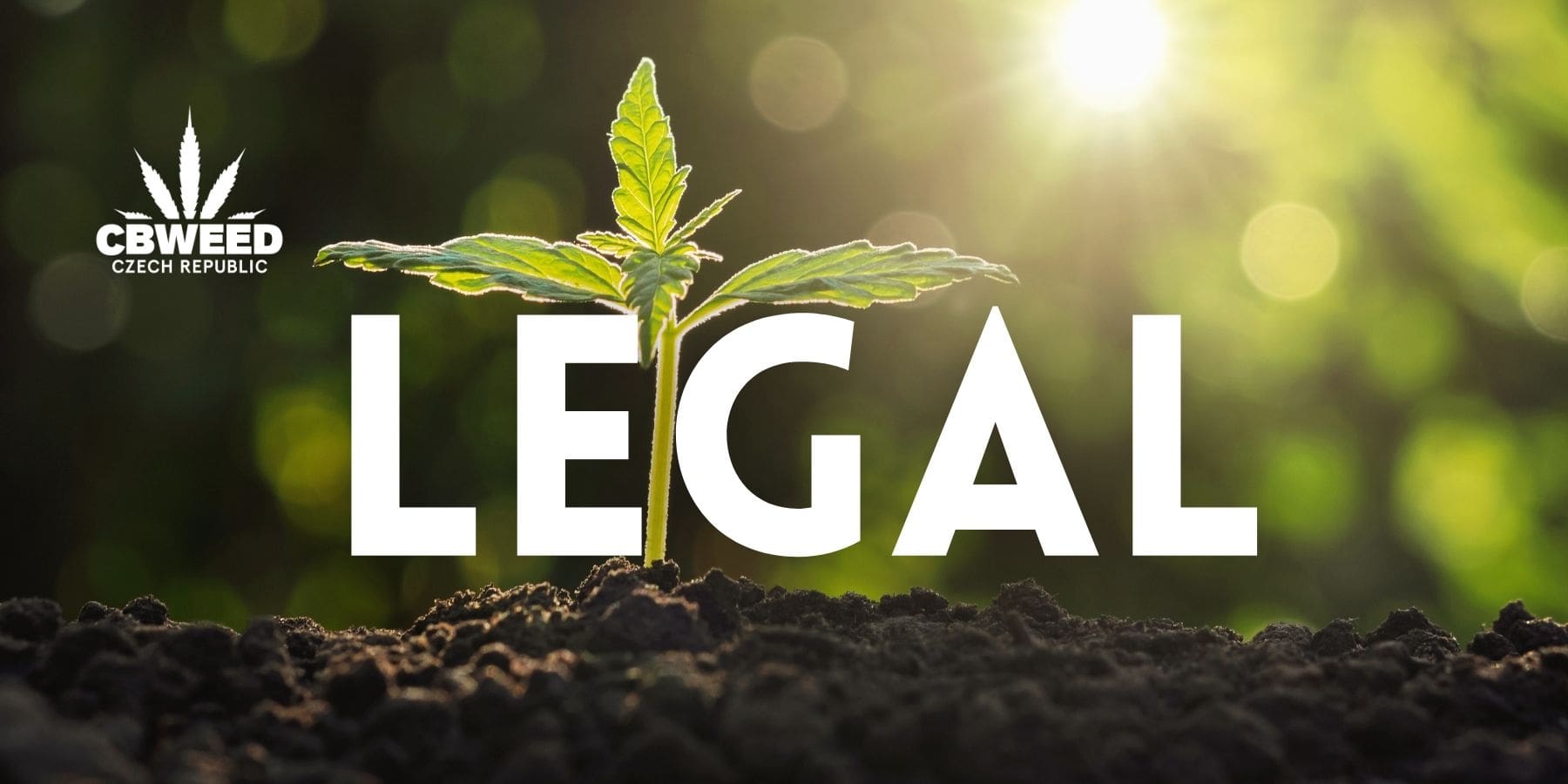 legalni-pestovani-konopi