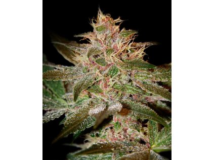 pure kush seminka green house seeds cbweed