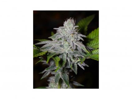 Franco's Lemon Cheese - Feminizované 3ks