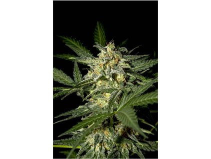 White Widow - Autoflowering 3ks