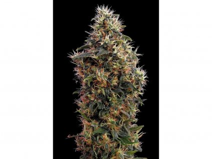 Sweet Mango - Autoflowering 3ks