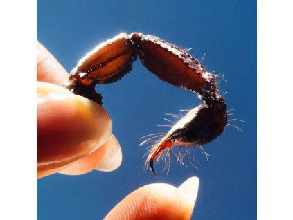 Squid - Cowards (CD)