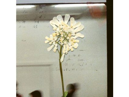 3603971 daughter stereo mind game cd