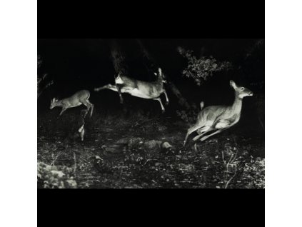 WORDCOLOUR - The Trees Were Buzzing / And The Grass. (CD)