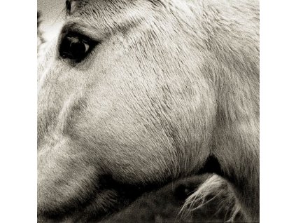 Bonny Light Horseman - Bonny Light Horseman (CD)