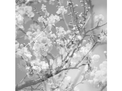 Masabumi Kikuchi (1939-2015) - Hanamichi: The Final Studio Recording Vol. II (CD)