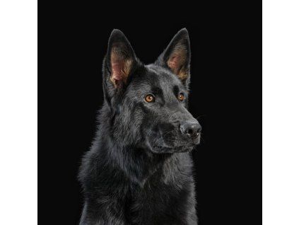 3886424 die nerven die nerven cd