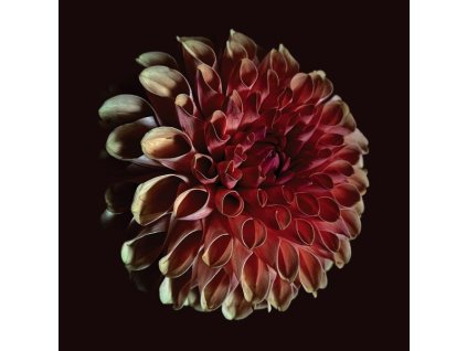 Jessica Moss (20. Jahrhundert) - Unfolding (CD)