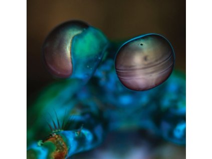 Melvin Gibbs - Amasia: Anamibia Sessions 2 (CD)