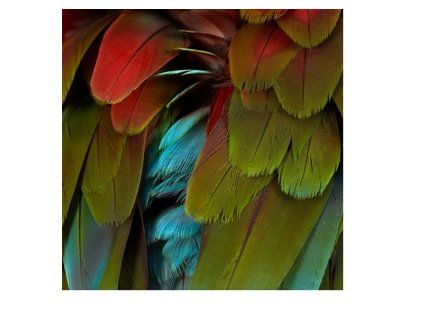 NYOS - CELEBRATION (CD)