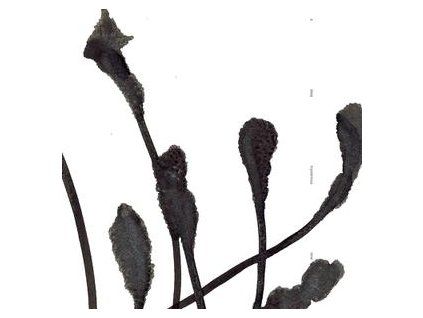 AGF /VARIOUS - A DEEP MYSTERIOUS TONE (CD)