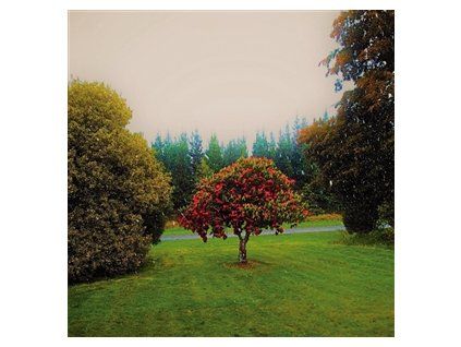BATS, THE - FOOTHILLS (CD)