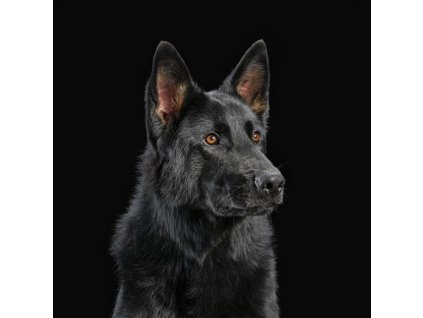 Die Nerven - Die Nerven (Orange Vinyl) (LP)