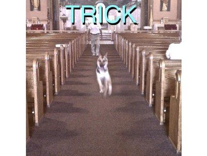 4065917 alex g trick lp