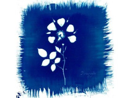 4077920 painted zeros floriography lp