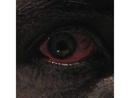 4097630 voreus the proclamation lp