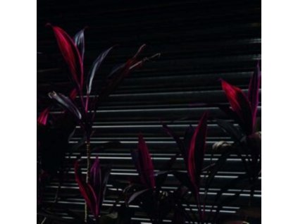 FINE PLACE - This New Heaven (LP)