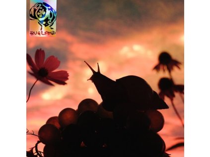 No Joy - Bugland (LP)